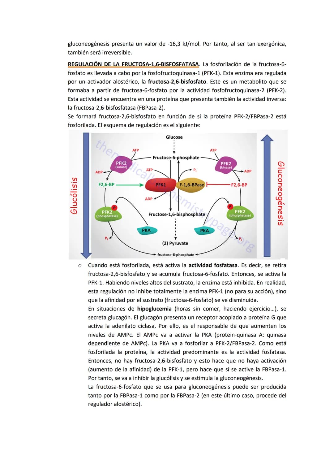 TEMA 7. GLUCONEOGENESIS Y SU REGULACIÓN

1. INTRODUCCIÓN A LA SÍNTESIS DE GLUCOSA.

La cantidad de glucosa que los tejidos tienen es destina