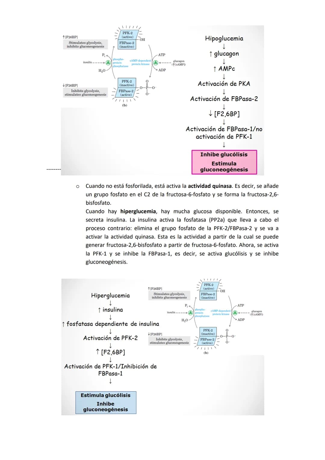 TEMA 7. GLUCONEOGENESIS Y SU REGULACIÓN

1. INTRODUCCIÓN A LA SÍNTESIS DE GLUCOSA.

La cantidad de glucosa que los tejidos tienen es destina