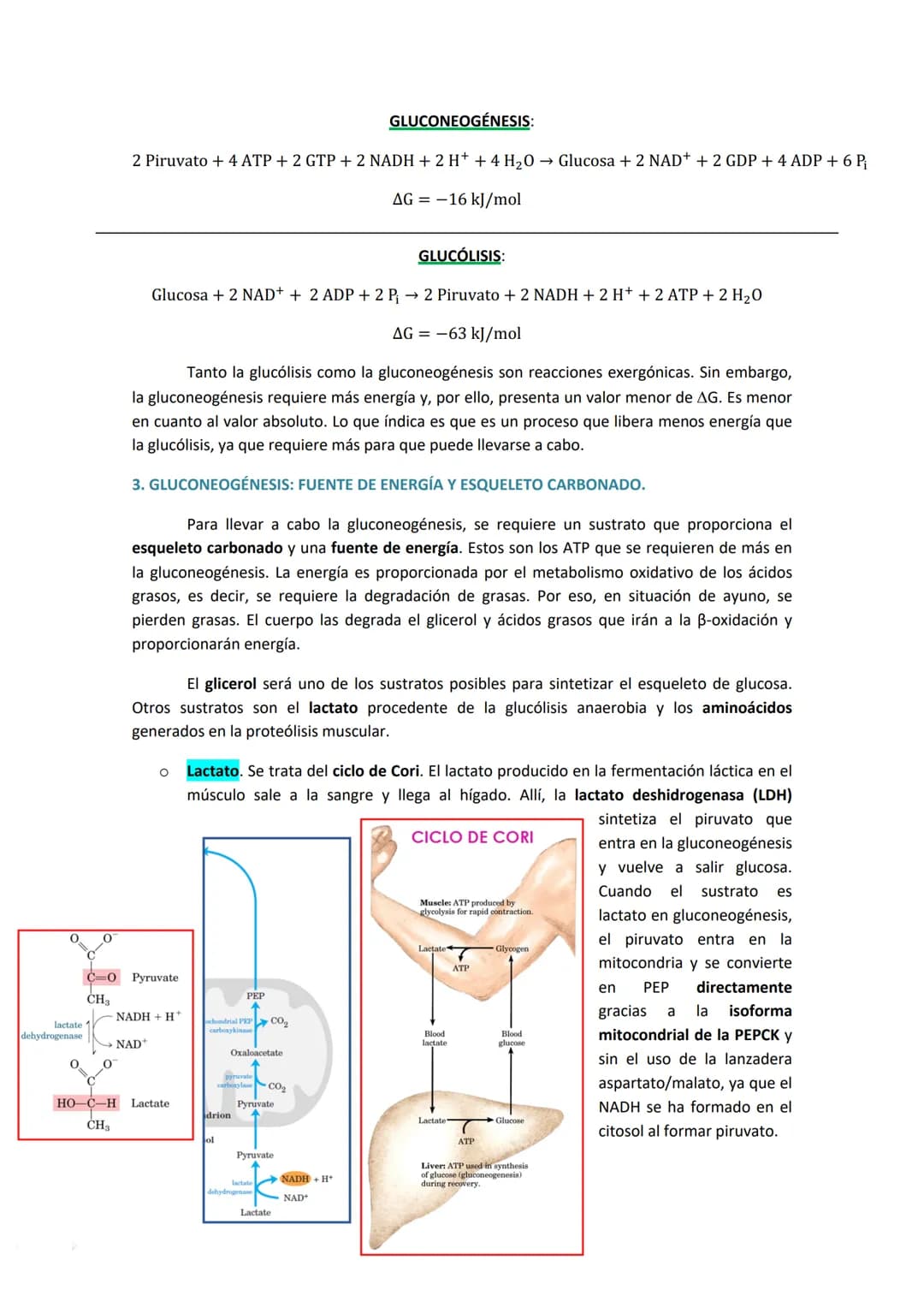 TEMA 7. GLUCONEOGENESIS Y SU REGULACIÓN

1. INTRODUCCIÓN A LA SÍNTESIS DE GLUCOSA.

La cantidad de glucosa que los tejidos tienen es destina