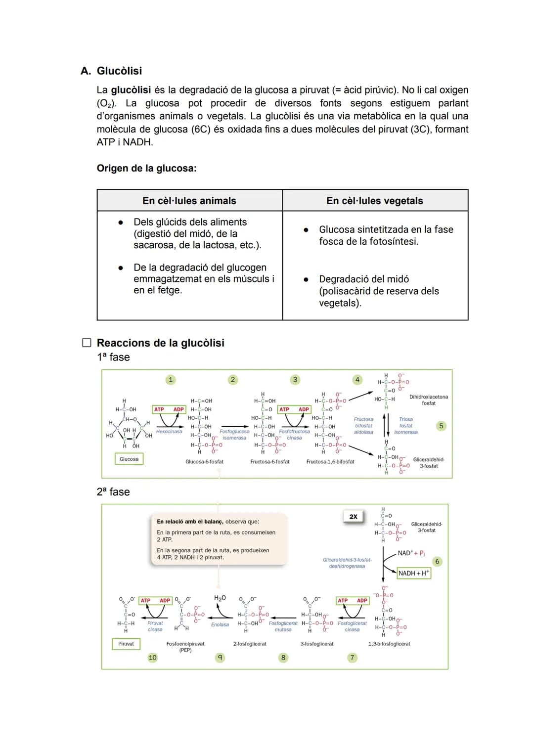 TEMA 2: CATABOLISME I ANABOLISME

1. CATABOLISME

En el catabolisme es produeix la degradació (oxidació) de molècules orgàniques amb la
fina