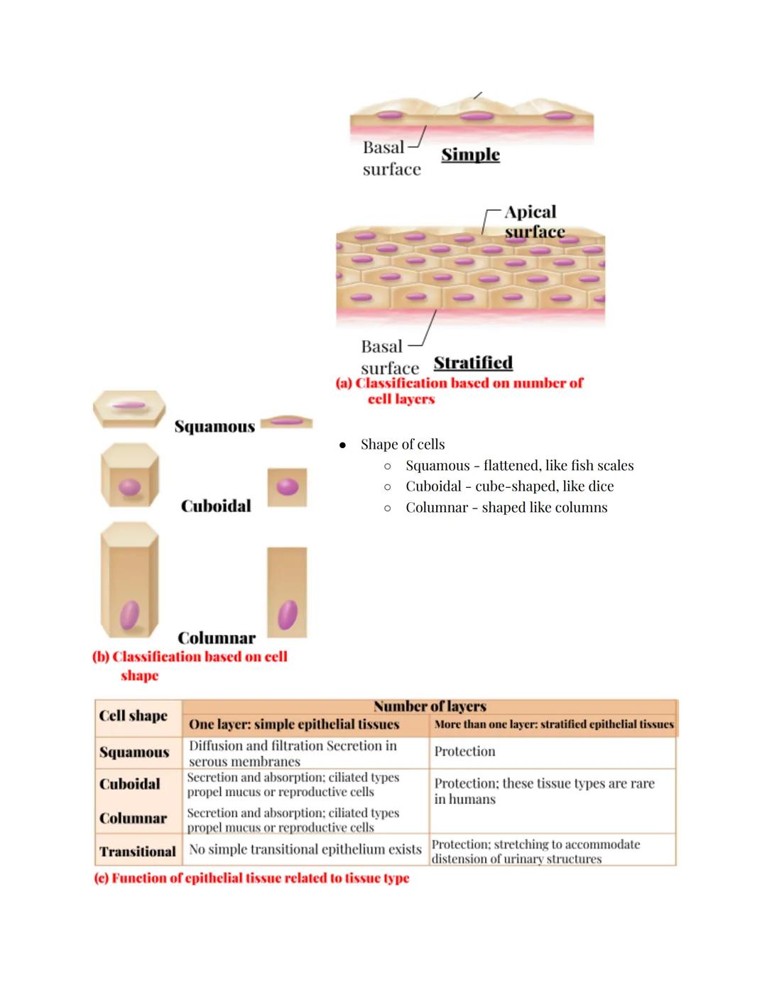 # Epithelial Tissues
Epithelial Tissue:
*   Locations:
    *   Body coverings
    *   Body linings
    *   Glandular tissue
*   Functions:
 