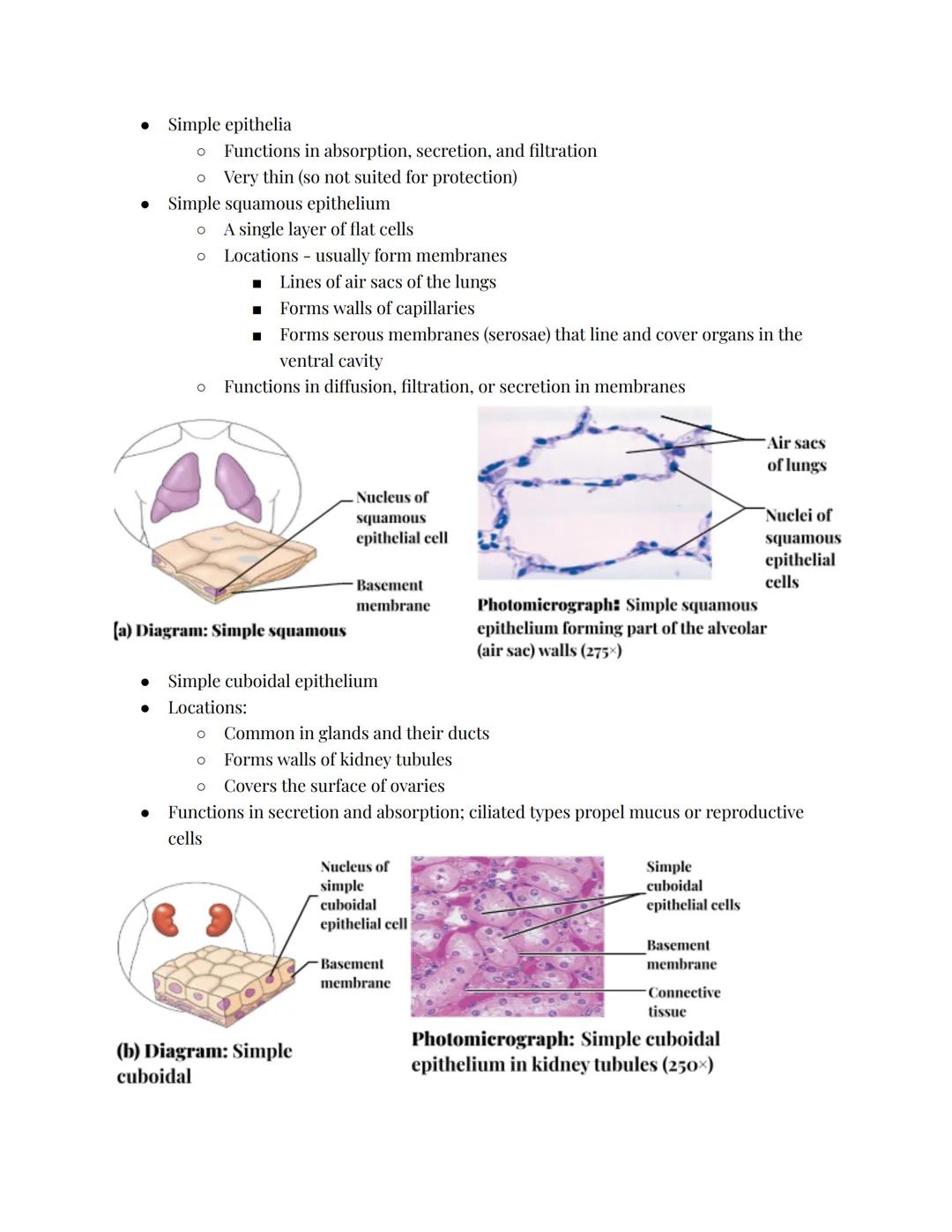 # Epithelial Tissues
Epithelial Tissue:
*   Locations:
    *   Body coverings
    *   Body linings
    *   Glandular tissue
*   Functions:
 