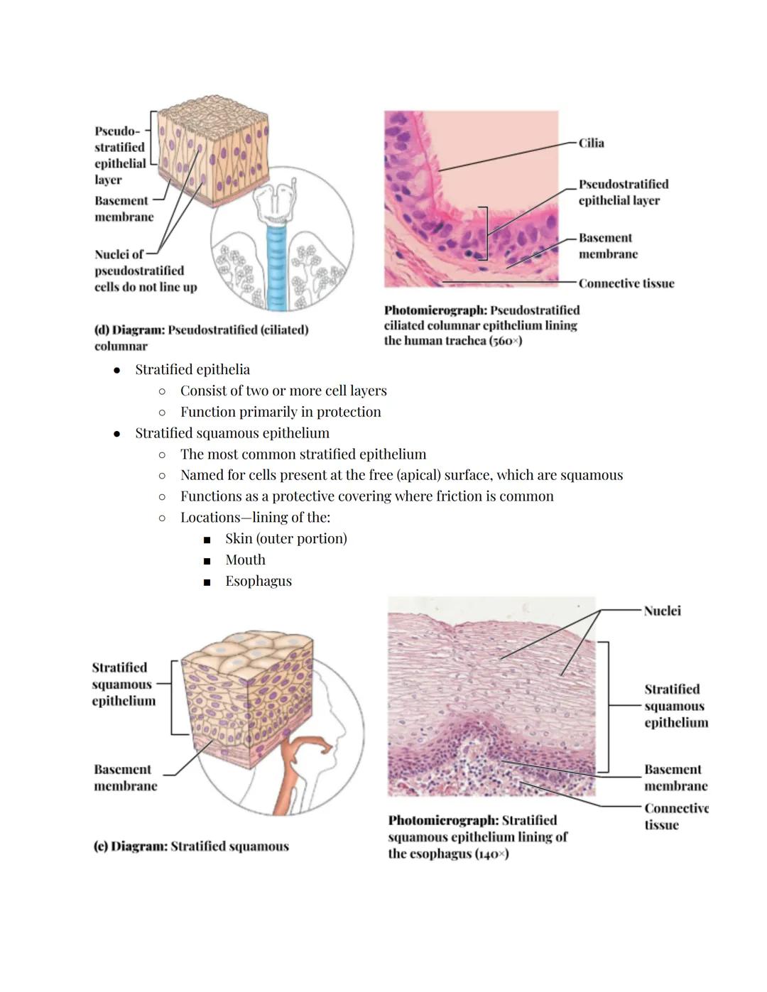 # Epithelial Tissues
Epithelial Tissue:
*   Locations:
    *   Body coverings
    *   Body linings
    *   Glandular tissue
*   Functions:
 