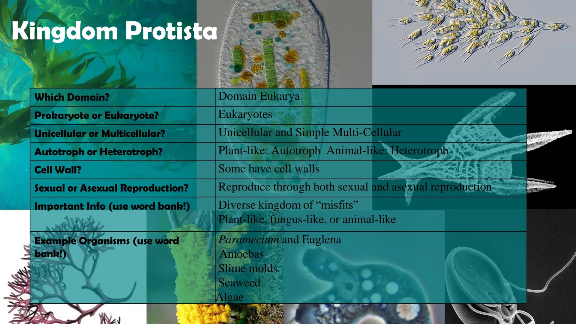 Animals

Plants

Fungi

Protists

Bacteria

Archaea

Kingdom
Characteristics

Instructions: Use
the Classification
Notes, the
textbook, and
