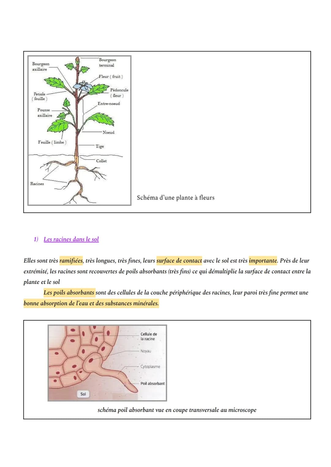 # CHAPITRE 1: L'ORGANISATION FONCTIONNELLE DES PLANTES À FLEURS

INTRO: En milieu aérien, les plantes à fleurs constituent le principal grou