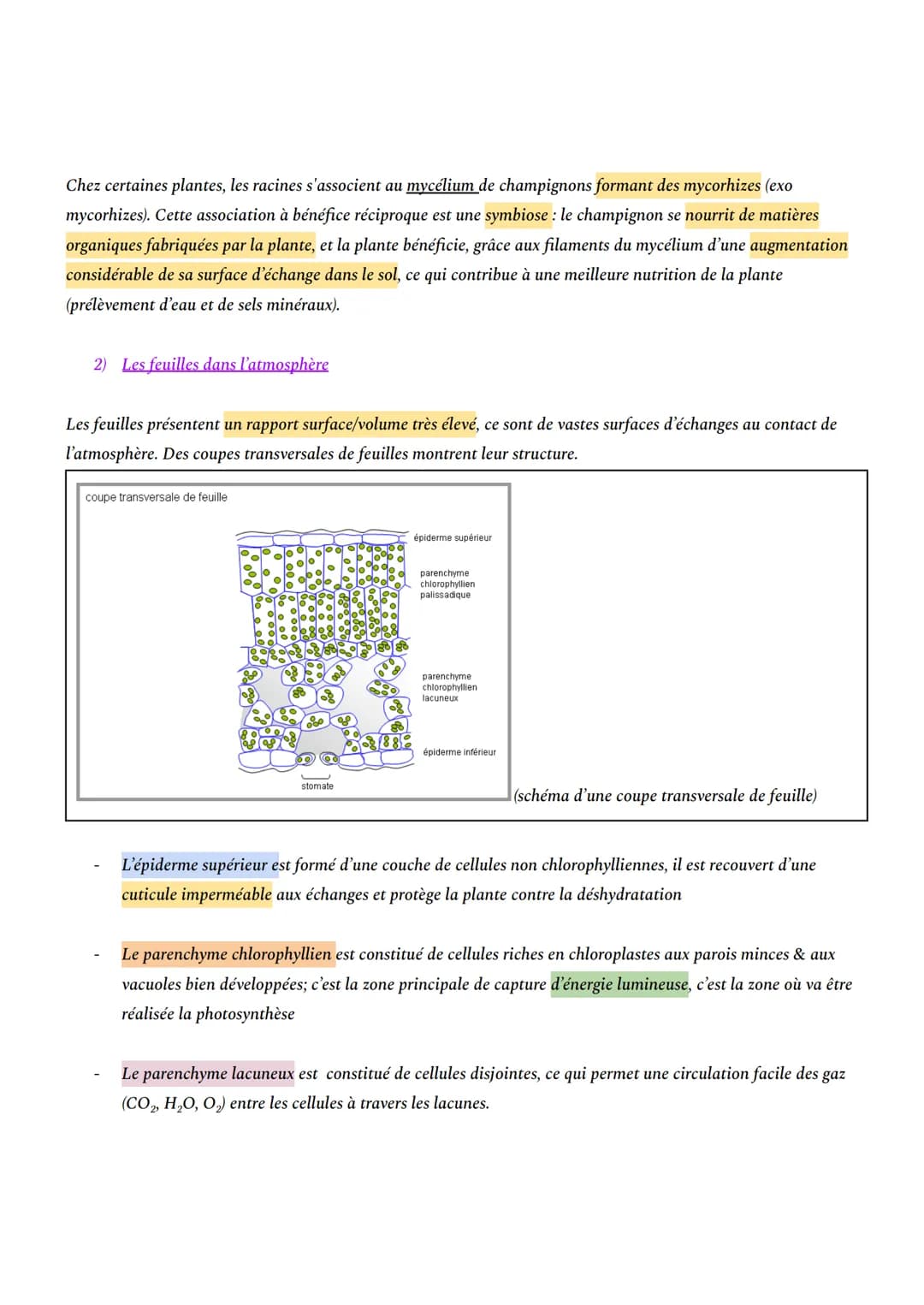 # CHAPITRE 1: L'ORGANISATION FONCTIONNELLE DES PLANTES À FLEURS

INTRO: En milieu aérien, les plantes à fleurs constituent le principal grou