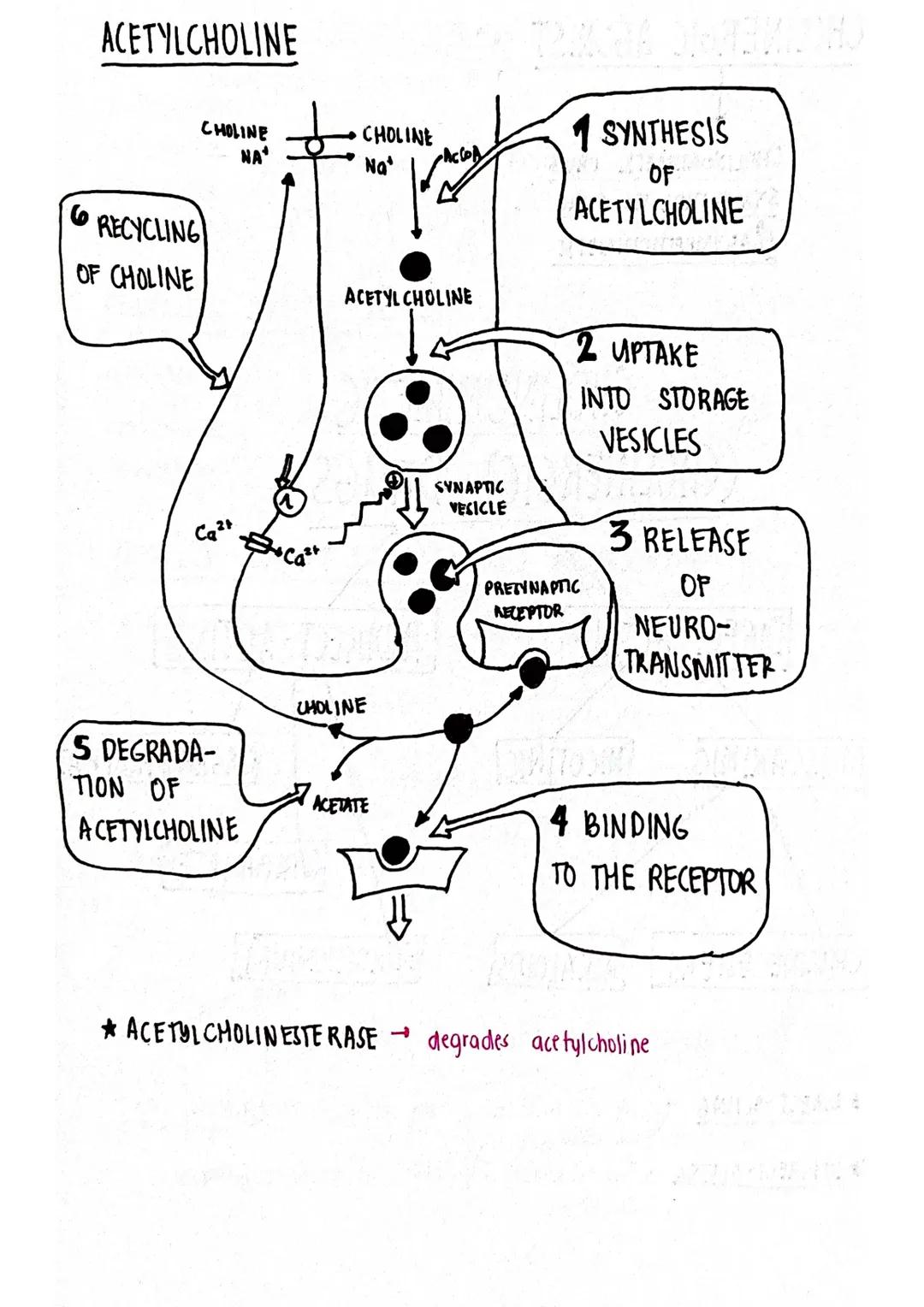 # ACETYLCHOLINE

CHOLINE
NA

CHOLINE
Na

ACCOB

1 SYNTHESIS
OF
ACETYLCHOLINE

RECYCLING
OF CHOLINE

Ca2t Bo Cazr

ACETYL CHOLINE

SYNAPTIC
V