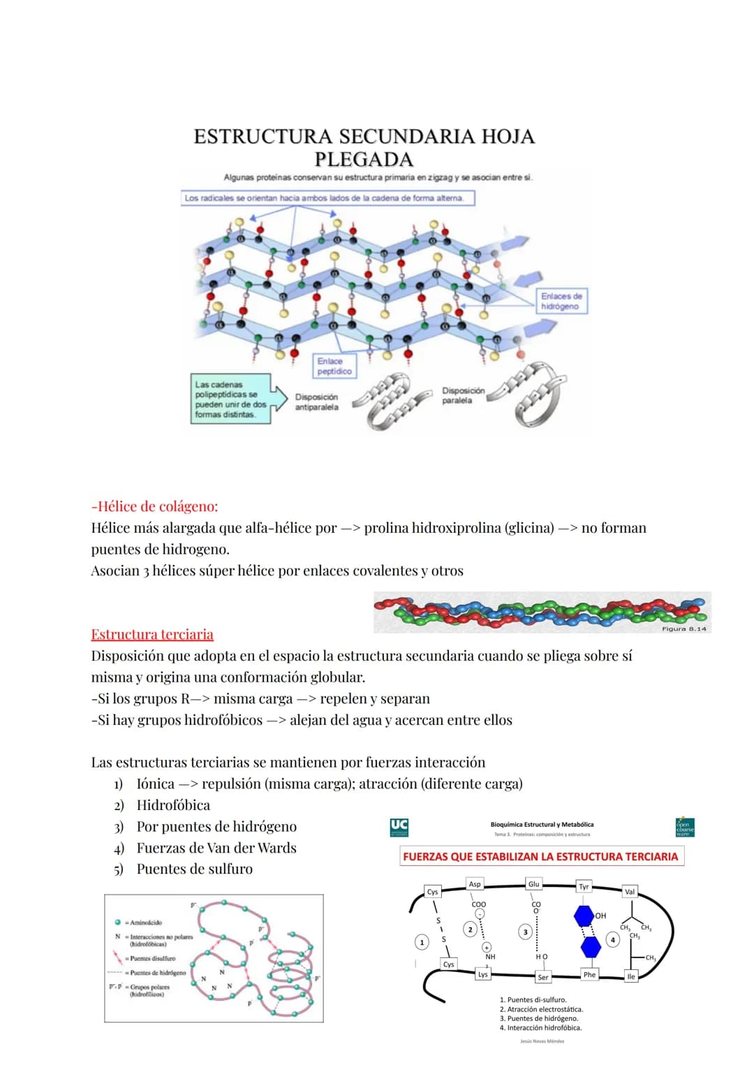 # PROTEÍNAS:
Formadas por C, O, H y N y una mejor cantidad Sy P (a veces I, Ca, Fe, Mg, Co)
Del peso seco del hombre representa el 50%
Polím