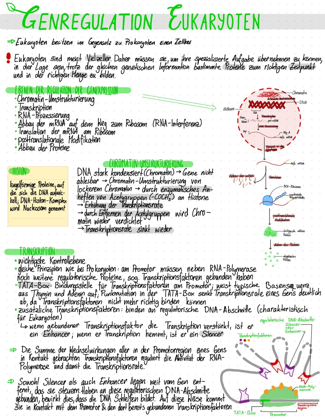 # GENREGULATION EUKARYOTEN

$
Eukaryoten besitzen im Gegensatz zu Prokaryoten einen Zellker
$

$
Eukaryoten sind meist Vielzeller. Daher müs