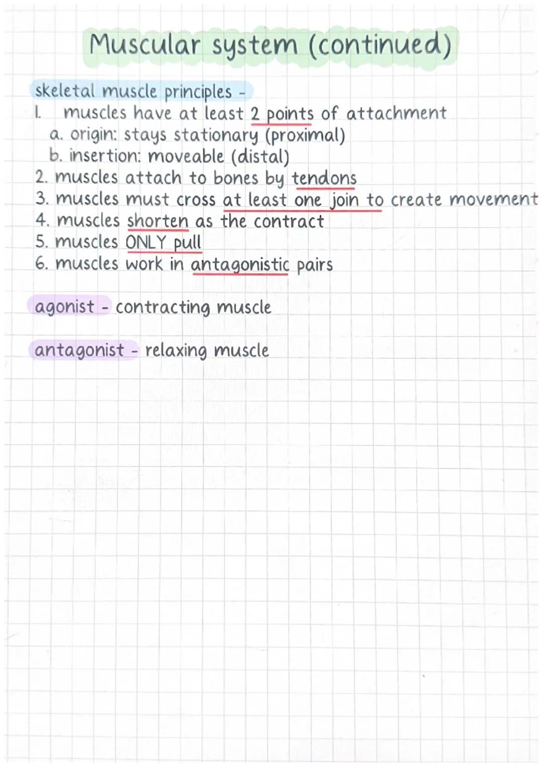 ### Muscular system

thermogenesis -
heat production

protection of internal organs -
contraction of abdominal muscles causes them to become