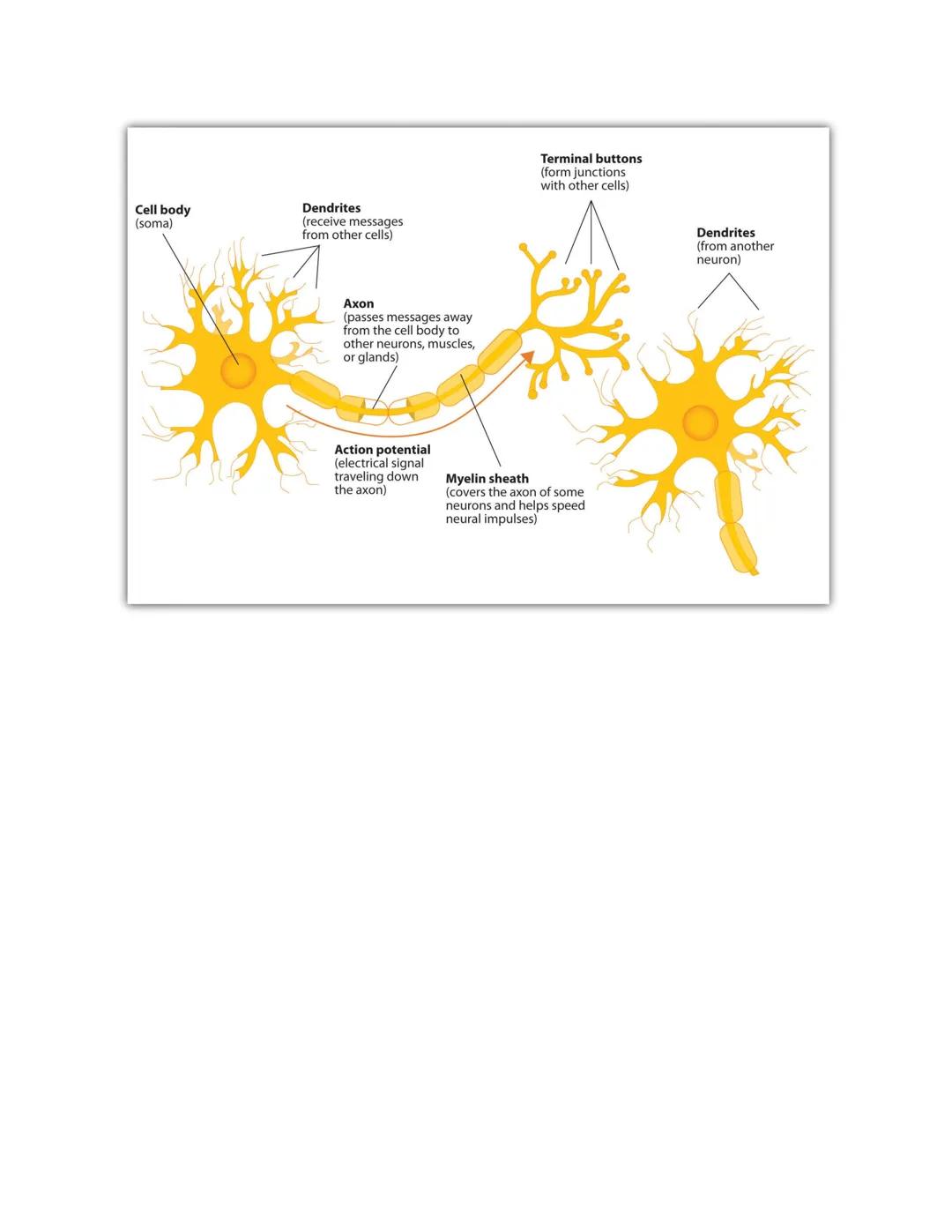 # AP PSYCHOLOGY UNIT 2 - 2.5 Influence of
Drugs on Neural Firing

Psychoactive Drugs:

*   Definition and Effects: Psychoactive drugs encomp