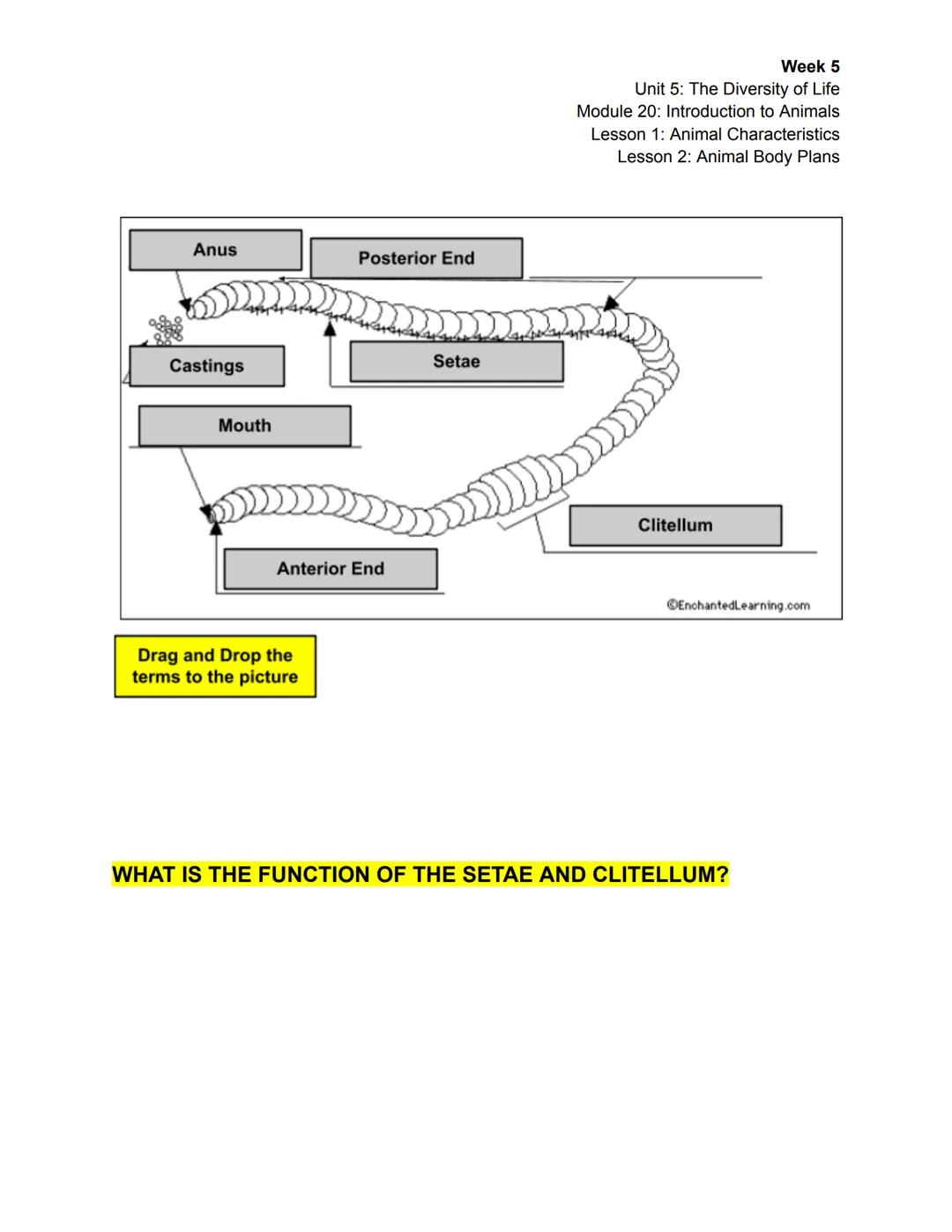 Week 5
Unit 5: The Diversity of Life
Module 20: Introduction to Animals
Lesson 1: Animal Characteristics
Lesson 2: Animal Body Plans

| Sess