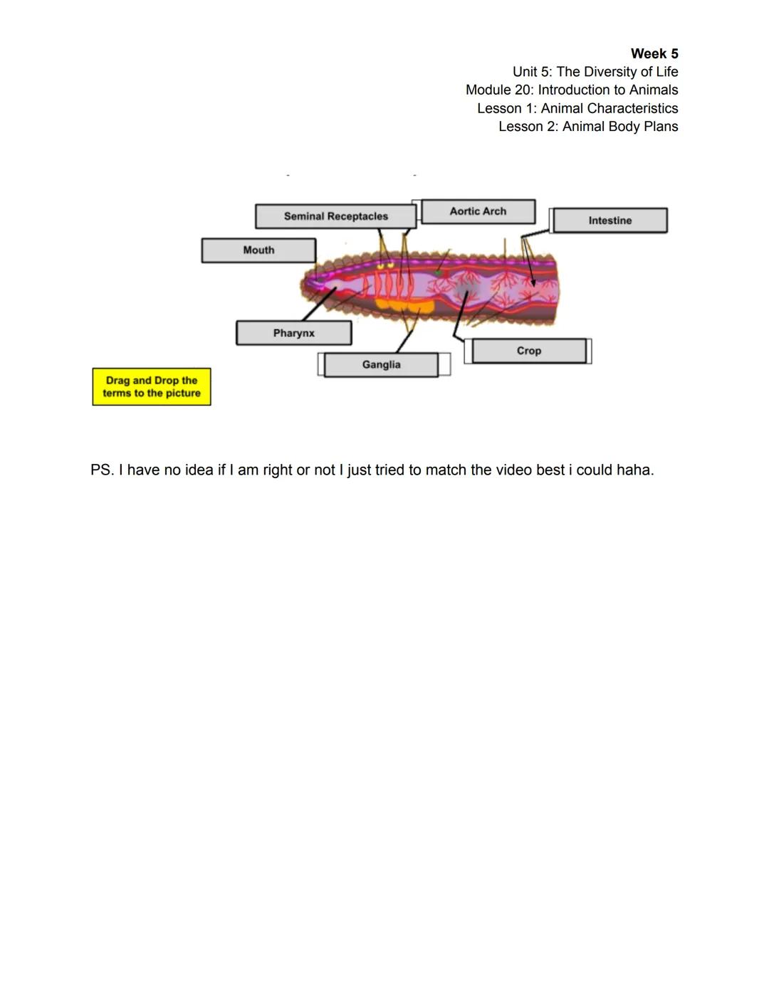 Week 5
Unit 5: The Diversity of Life
Module 20: Introduction to Animals
Lesson 1: Animal Characteristics
Lesson 2: Animal Body Plans

| Sess