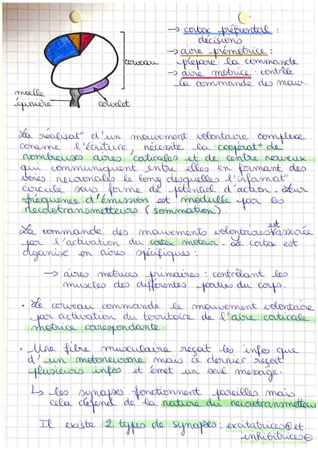 # Coys humain et
santé.
C
# Chapitre 2: cerveau et mouvements volontaires

| cellules | rôle |
|---|---|
|les astrocytes| interviennent dans