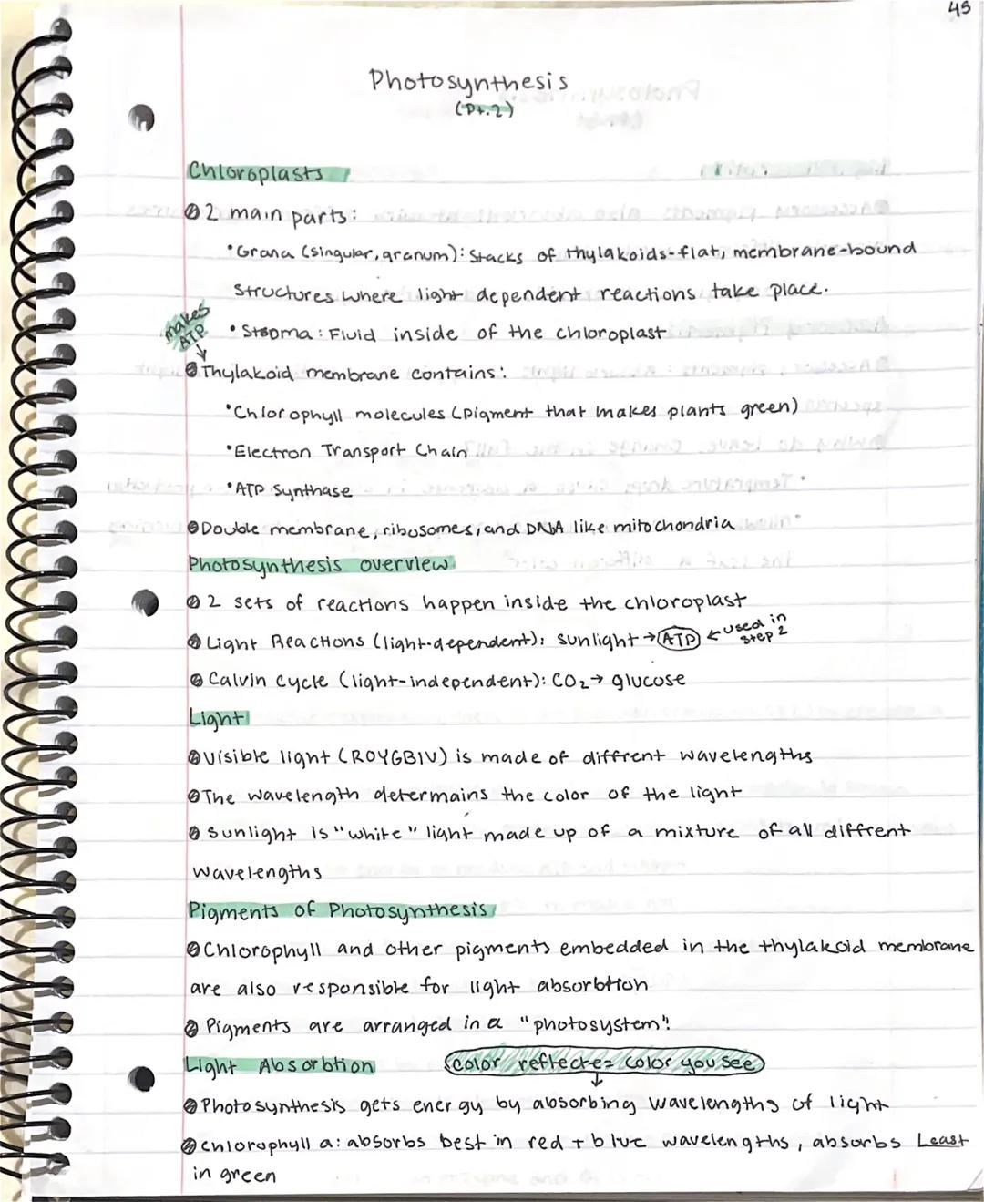 44
# Photosynthesis
(P.1)

*Autotrophs vs heterotrophs*

*   Autotrophs (AKA Producers): make their own food by building organic molecules
*