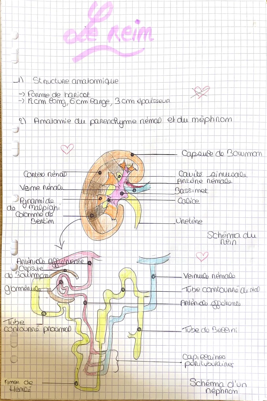 # ade Reim

1) Structure amatomique

->Forme de haricot

-> 12cm comg, 6 cm eange, 3cm épaisseur

2) Amatomie du parenchyme nemal et du meph