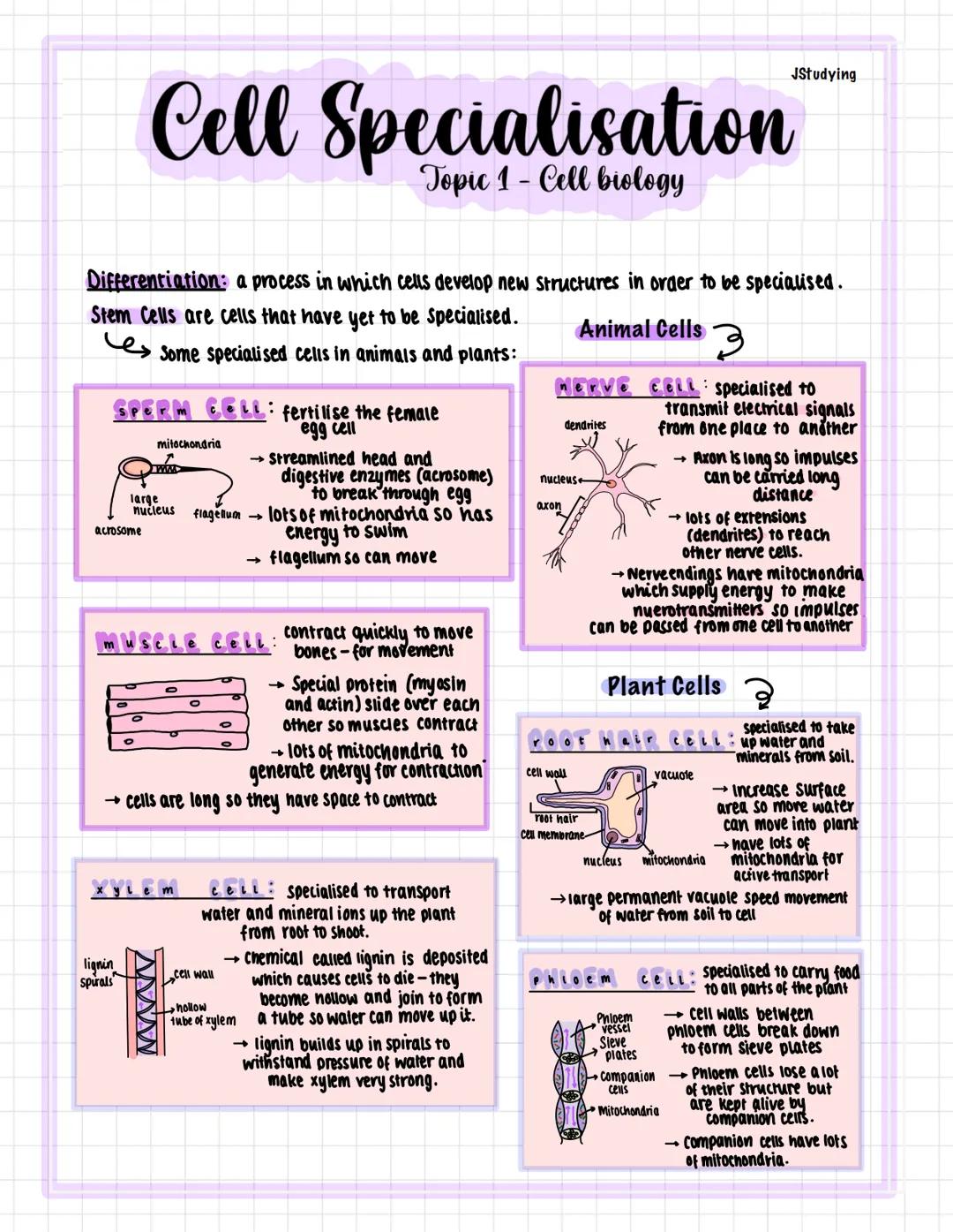 # Cell Specialisation
Topic 1 - Cell biology
JStudying

Differentiation: a process in which cells develop new structures in order to be spec