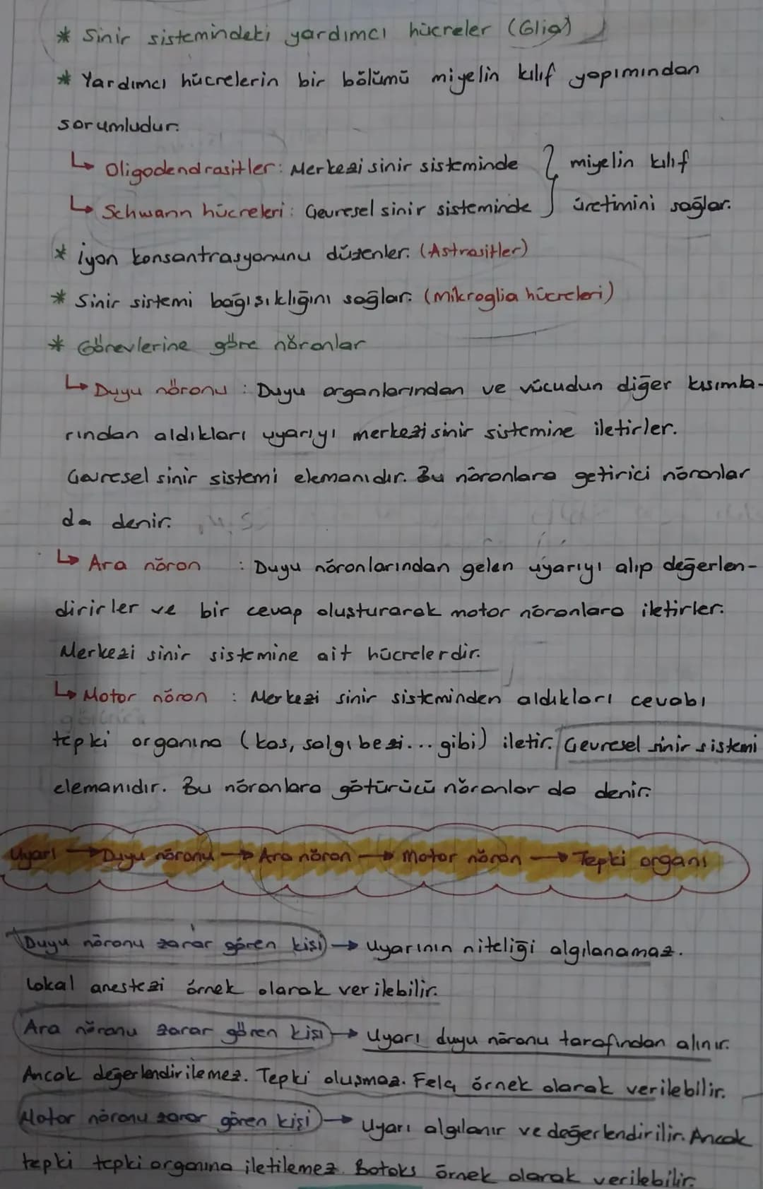 1. ÜNİTE İNSAN FİZYOLOJİsi
*DENETLEYİCİ ve DÜZENLEYİCİ SİSTEM, DUYU ORGANLARI
*SİNİR SİSTEMİ
* Sinir sistemi, canlının iç ve dış ortamdaki d