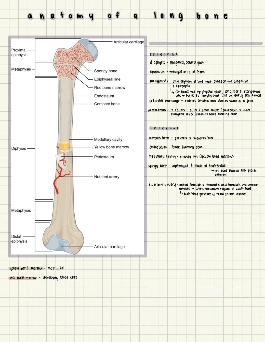 # anatomy of a long bone

Proximal
epiphysis

Metaphysis

- Articular cartilage

external

- diaphysis elongated, central part

- epiphysis 