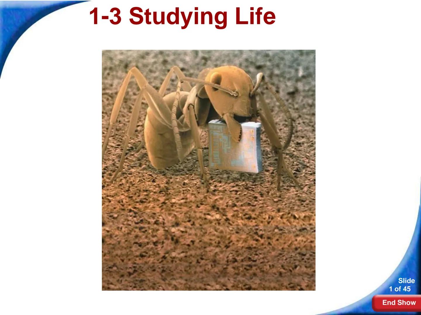 # 1-3 Studying Life

Slide
1 of 45

End Show # 1-3 Studying Life Characteristics of Living Things

What are some characteristics of living
t
