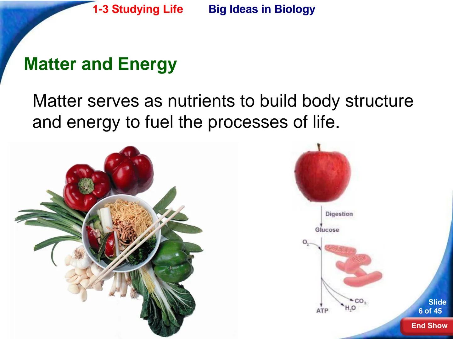 # 1-3 Studying Life

Slide
1 of 45

End Show # 1-3 Studying Life Characteristics of Living Things

What are some characteristics of living
t