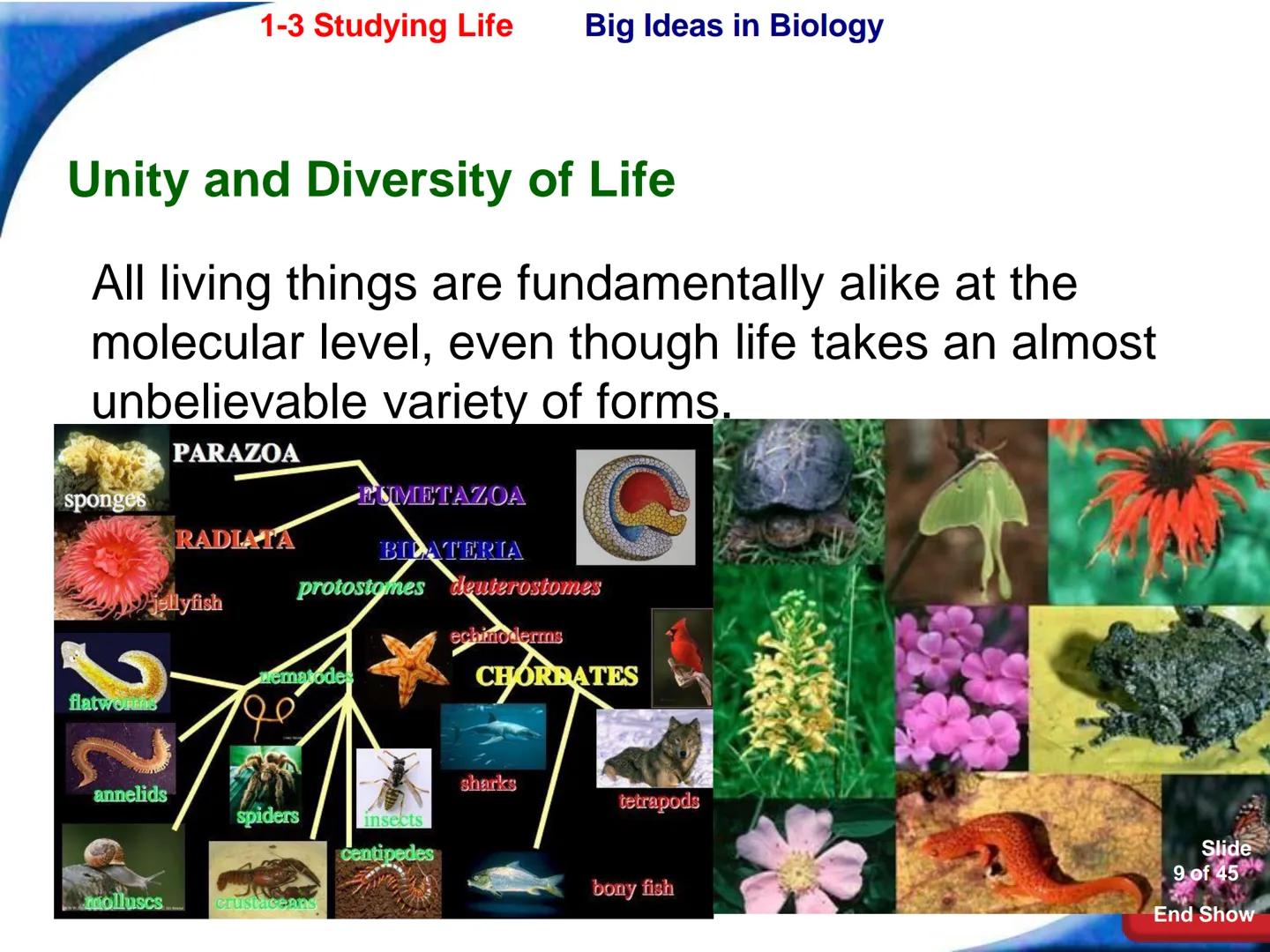 # 1-3 Studying Life

Slide
1 of 45

End Show # 1-3 Studying Life Characteristics of Living Things

What are some characteristics of living
t