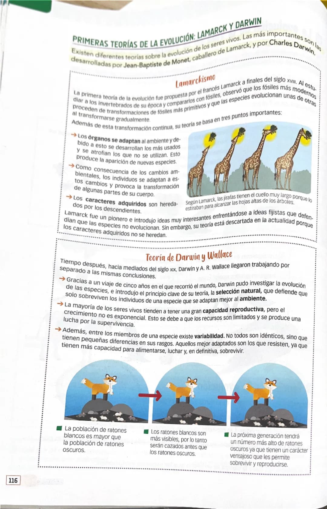 # PRIMERAS TEORÍAS DE LA EVOLUCIÓN: LAMARCK Y DARWIN

Existen diferentes teorías sobre la evolución de los seres vivos. Las más importantes 