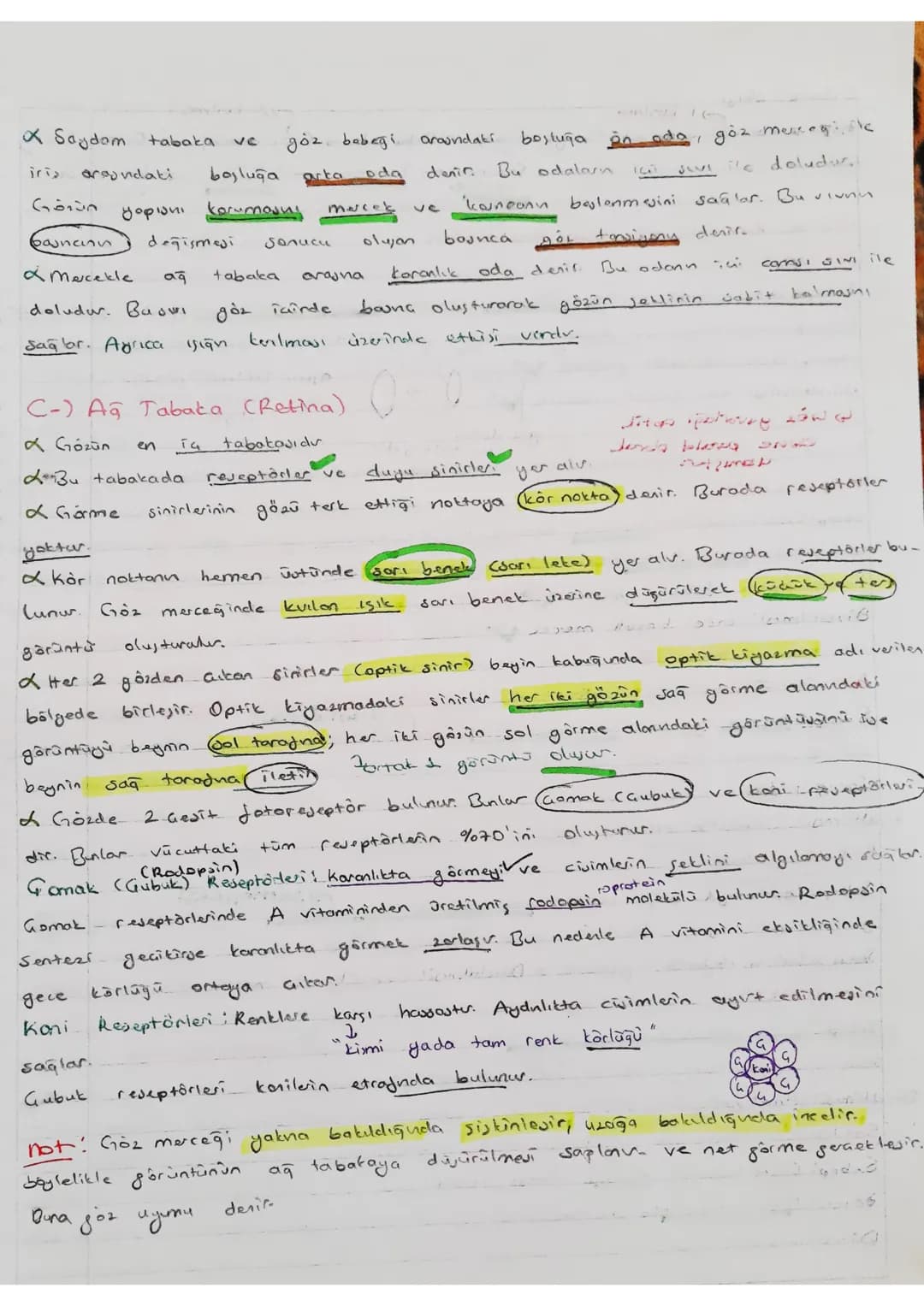canontieta melatarin havmenu salgılar.
u hamen biyolojik Soati dusenter.

- Duyu Organları -
uyu organları önce çevesindati uyarıları tespit