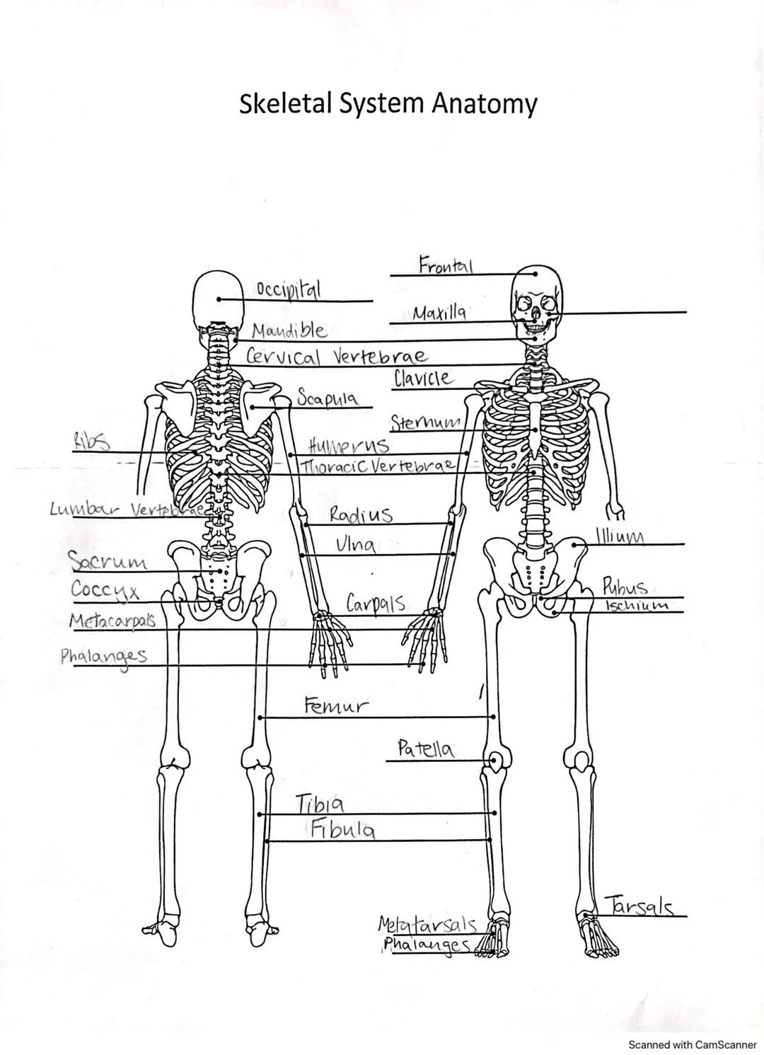 Skeletal System Anatomy

Ribs
Lumbar Verteb
Occipital
Frontal
Maxilla
Mandible
Cervical Vertebrae
Clavicle
Scapula
Humerus
Sternum
Thoracic 