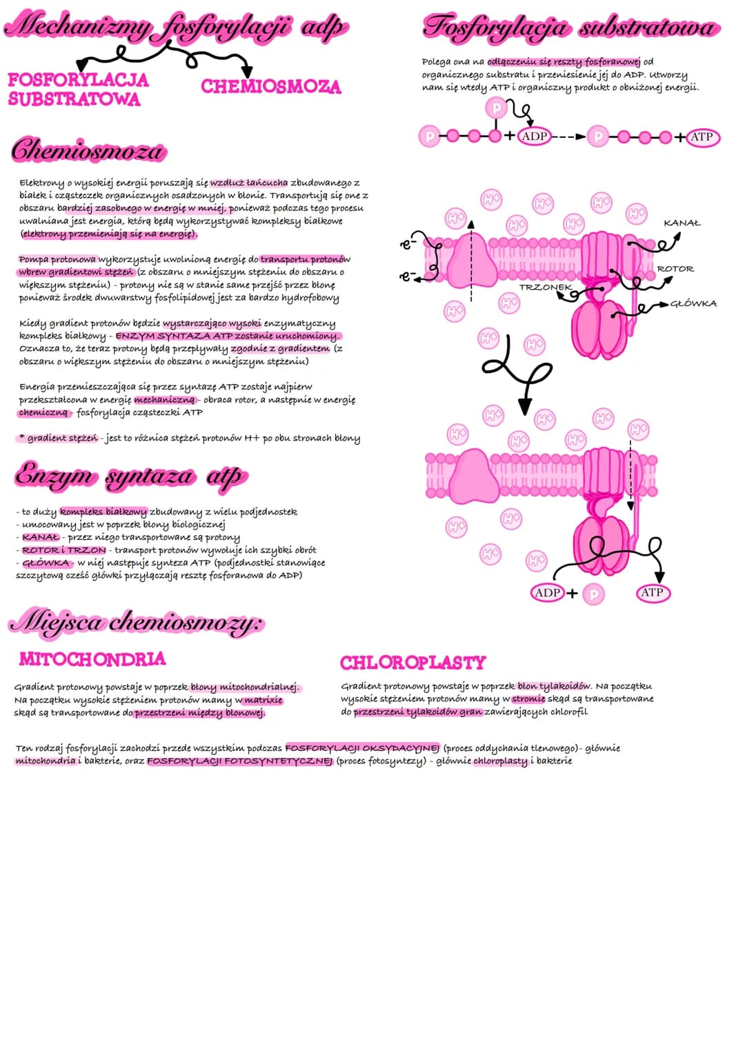 # Lodstawowe zasady
metabolizmu

Metabolizm
Jest to szereg zależnych od siebie przemian
(bio) chemicznych i energetyoznych zachodzqoych
w ży