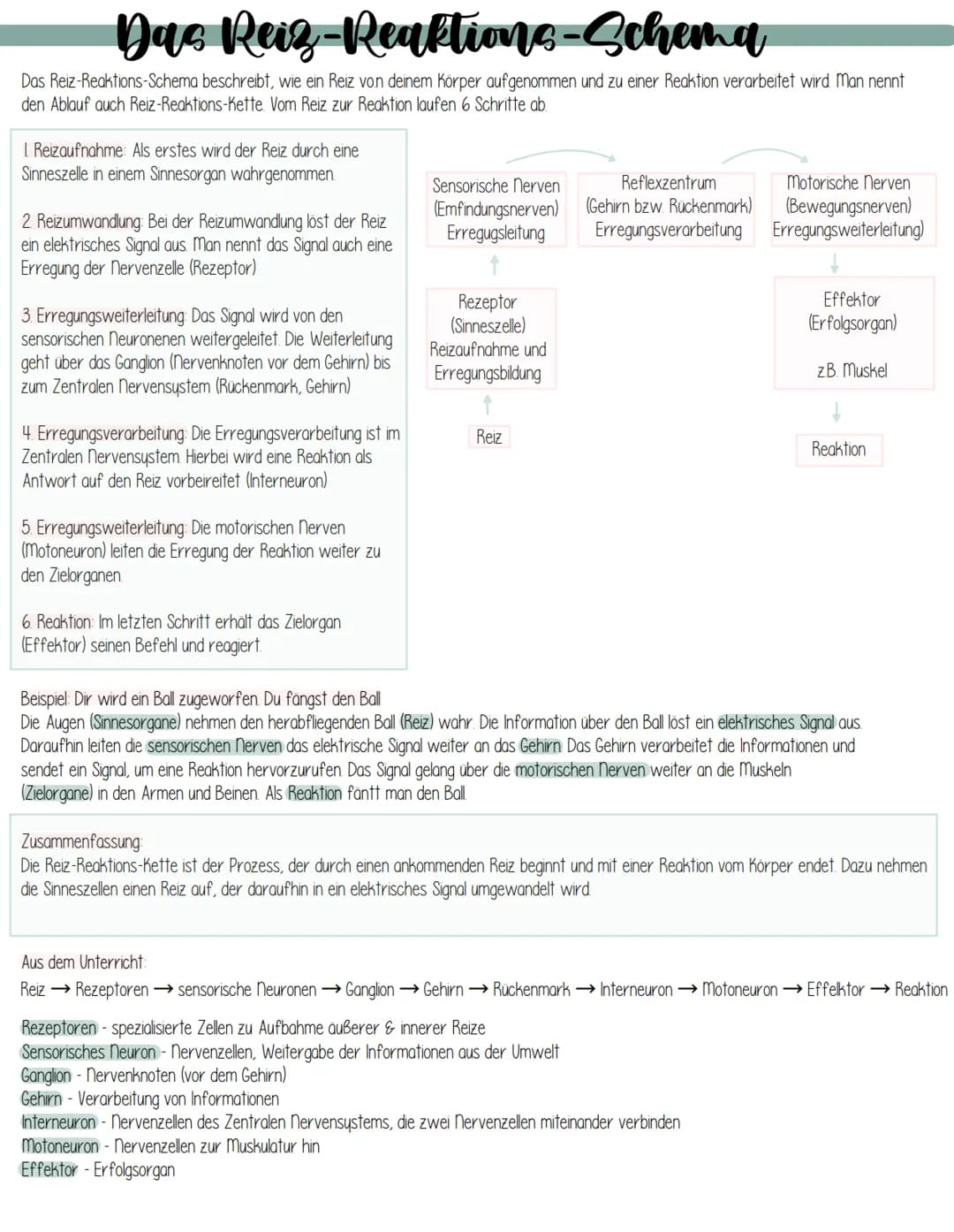 # Das Reiz-Reaktions-Schema

Das Reiz-Reaktions-Schema beschreibt, wie ein Reiz von deinem Körper aufgenommen und zu einer Reaktion verarbei