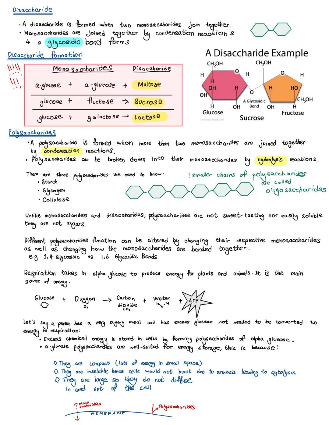 There are four main types of biological molecule which are found in all organisms:

0000
مممم

Carbohydrates

Lipids

Proteins

Nucleic acid
