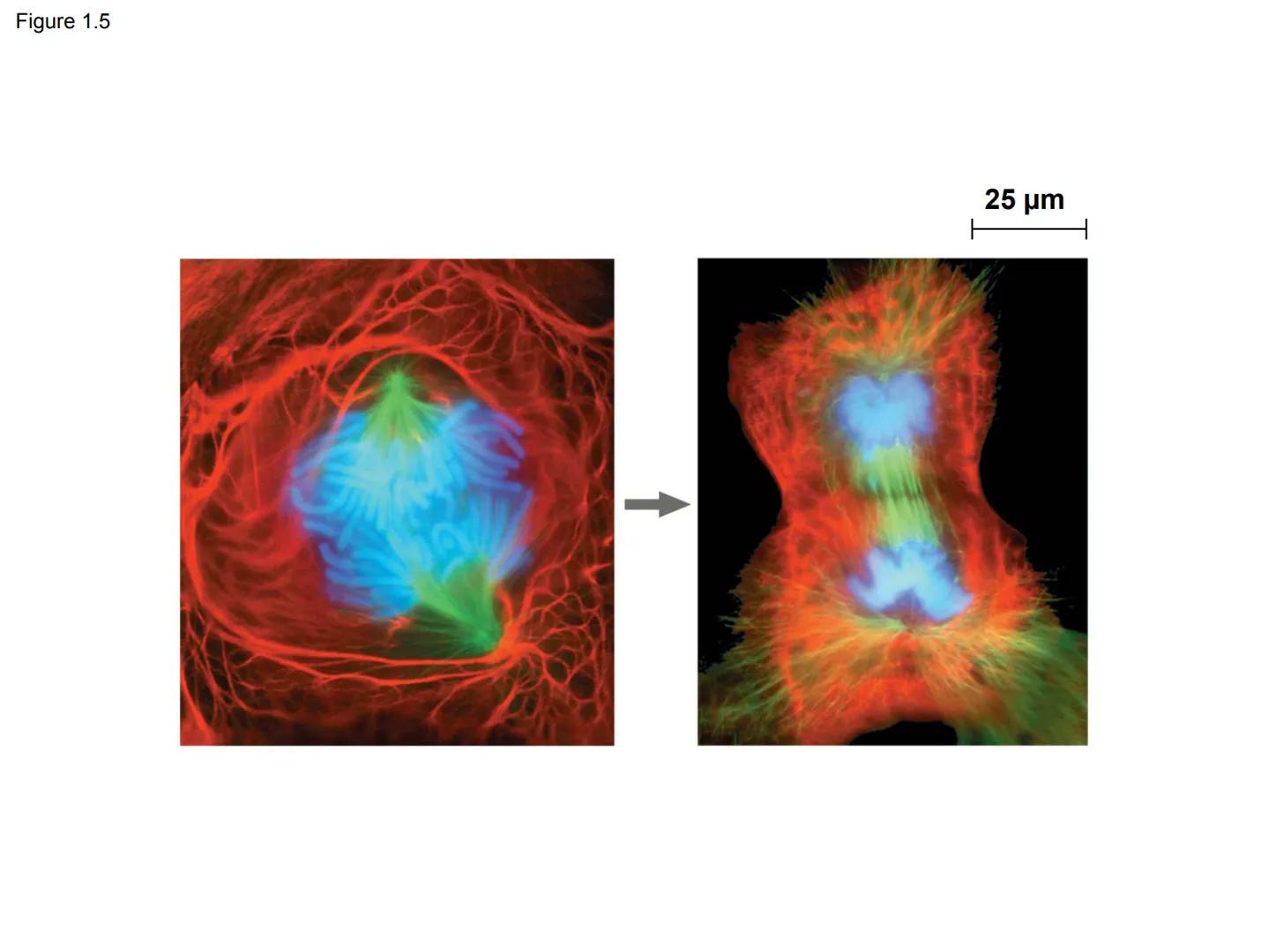 # Chapter 1

Evolution, the Themes of

Biology, and Scientific Inquiry # Inquiring about Life

*   Biology is the scientific study of life
*