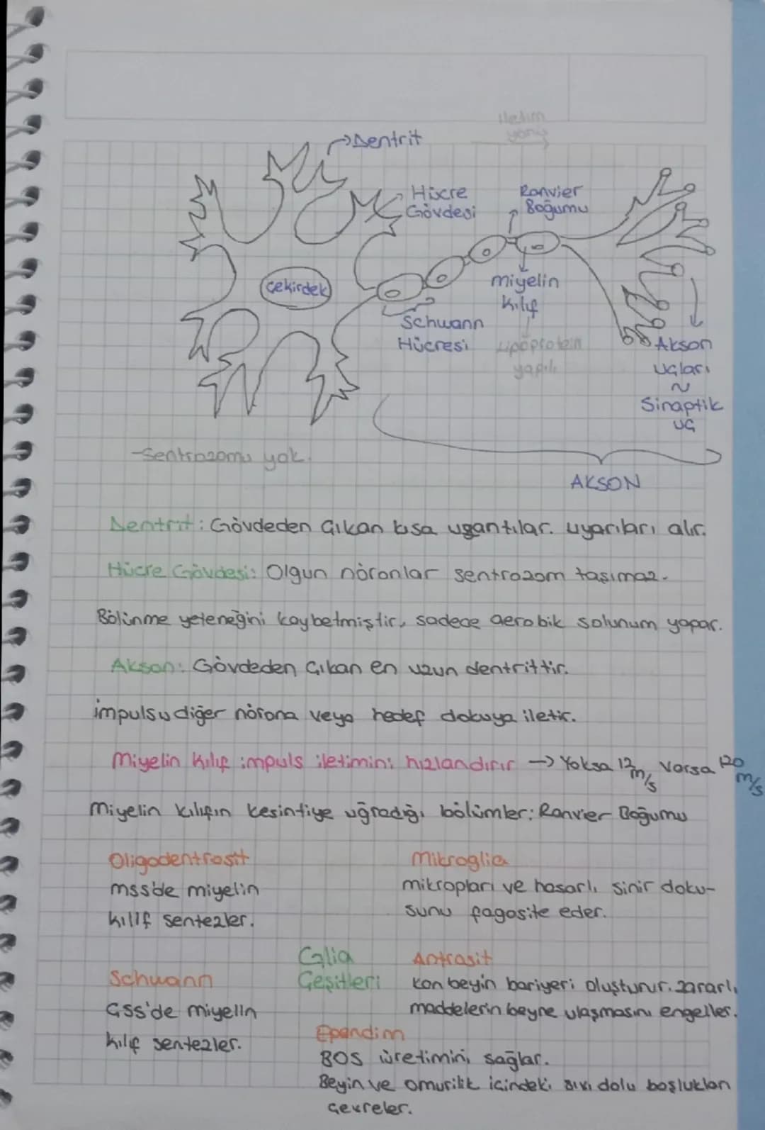 Dentrit

Hicre
Gövdesi

lelim
yons

Ronvier
Boğumu

(cekirdek)

miyelin
Kily

Schwann
Hücresi Lipoprotein

Akson
yapıl
Uçları

Sentrozomu ya
