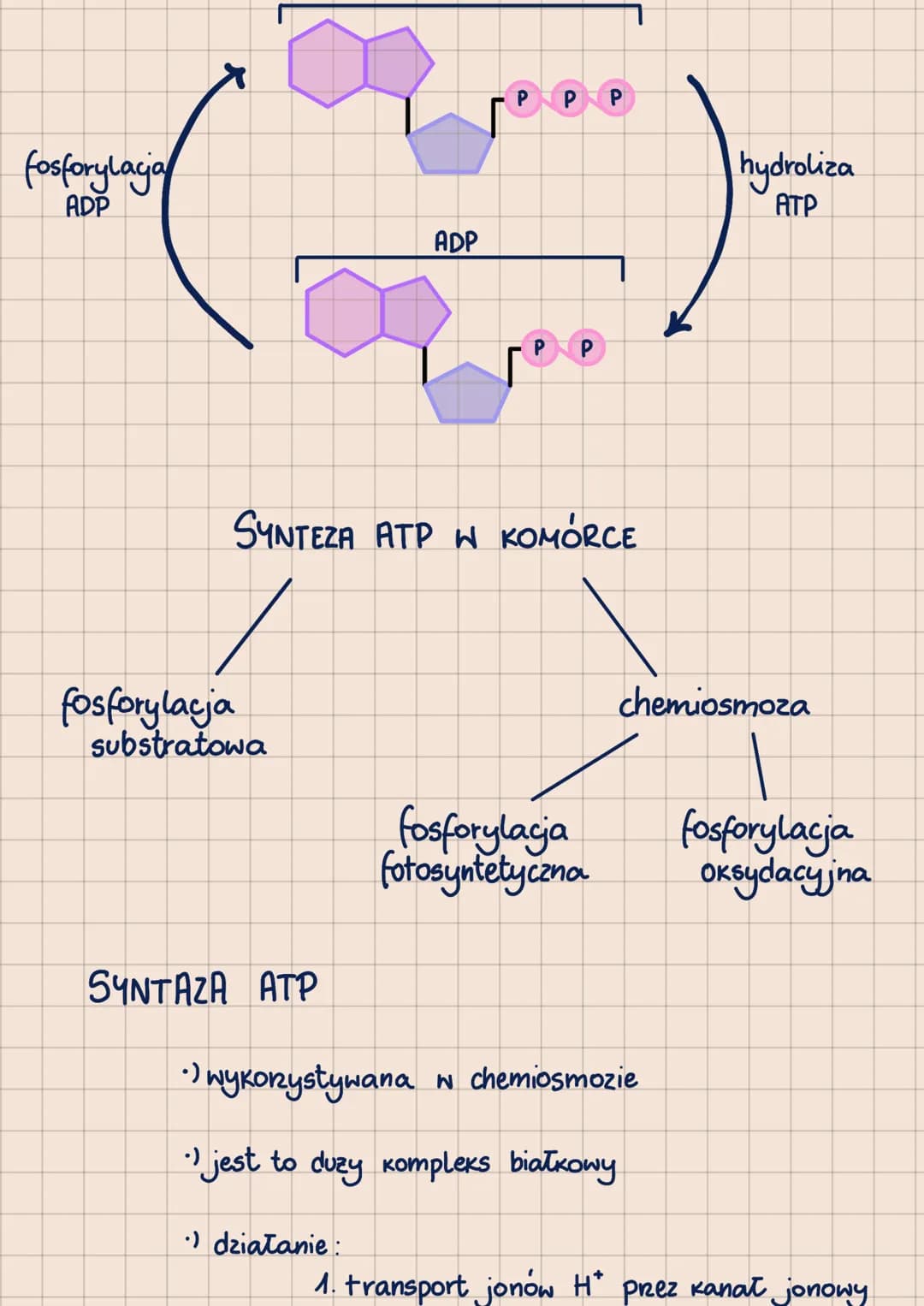 # METABOLIZM
-POHTORZENIE DO MATURY 2023-
сг. 1
ANABOLIZM - reakcje syntezy, zwykle endoergiczne
prykłady: fotosynteza, chemosynteza

ENERGI