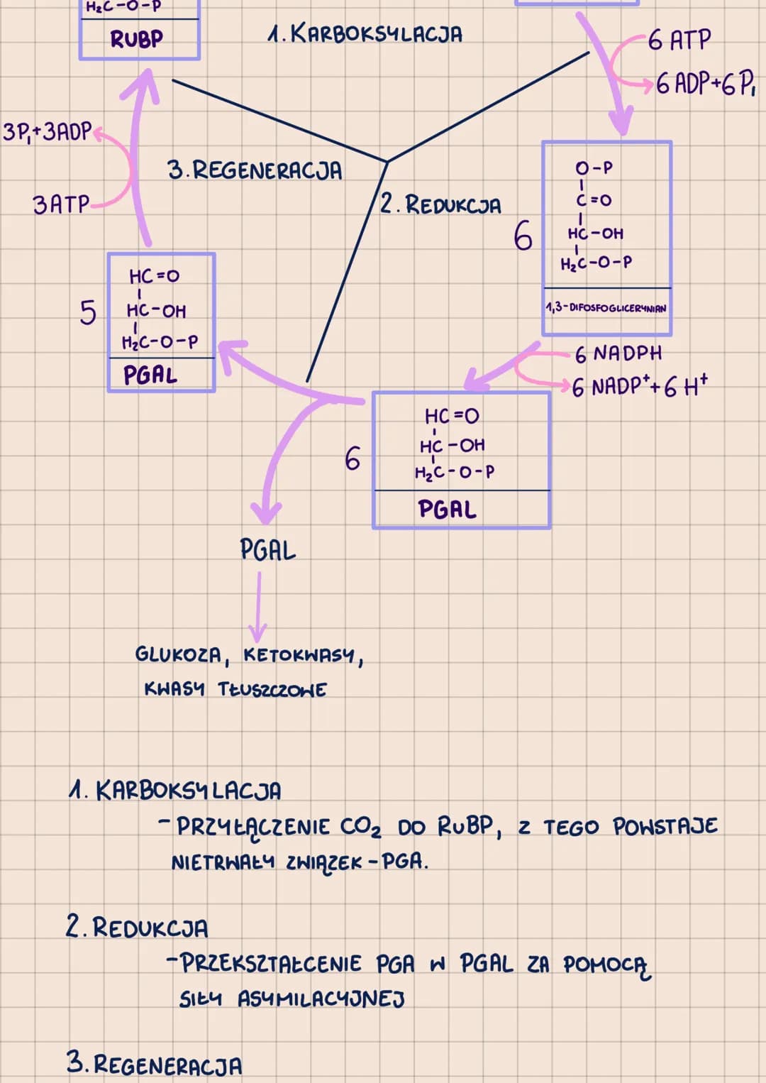 # METABOLIZM
-POHTORZENIE DO MATURY 2023-
сг. 1
ANABOLIZM - reakcje syntezy, zwykle endoergiczne
prykłady: fotosynteza, chemosynteza

ENERGI