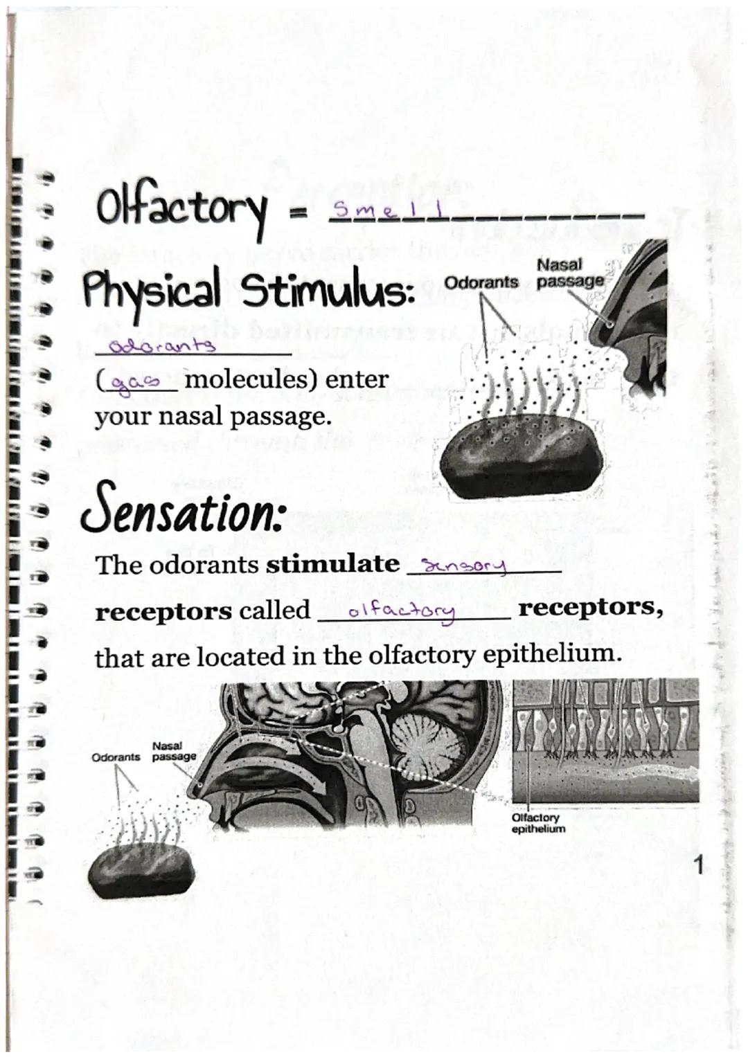 Olfactory = Smell
Physical Stimulus: 
Nasal
Odorants passage
odorants
(gas molecules) enter
your nasal passage.
Sensation:
Nasal
Odorants pa