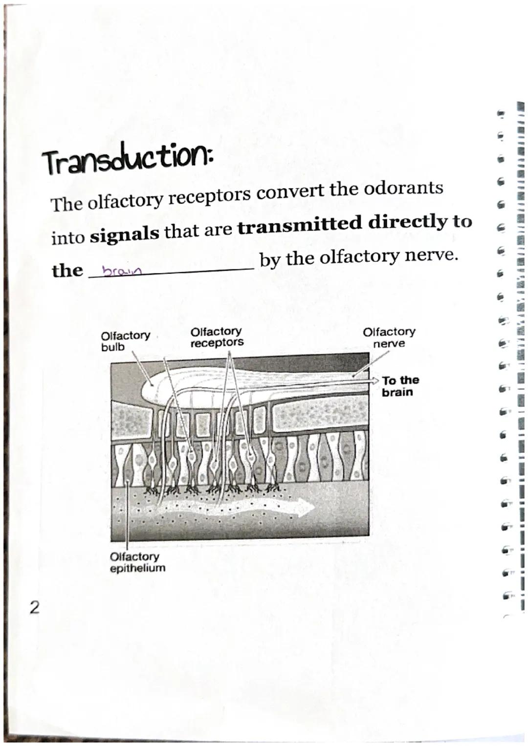 Olfactory = Smell
Physical Stimulus: 
Nasal
Odorants passage
odorants
(gas molecules) enter
your nasal passage.
Sensation:
Nasal
Odorants pa