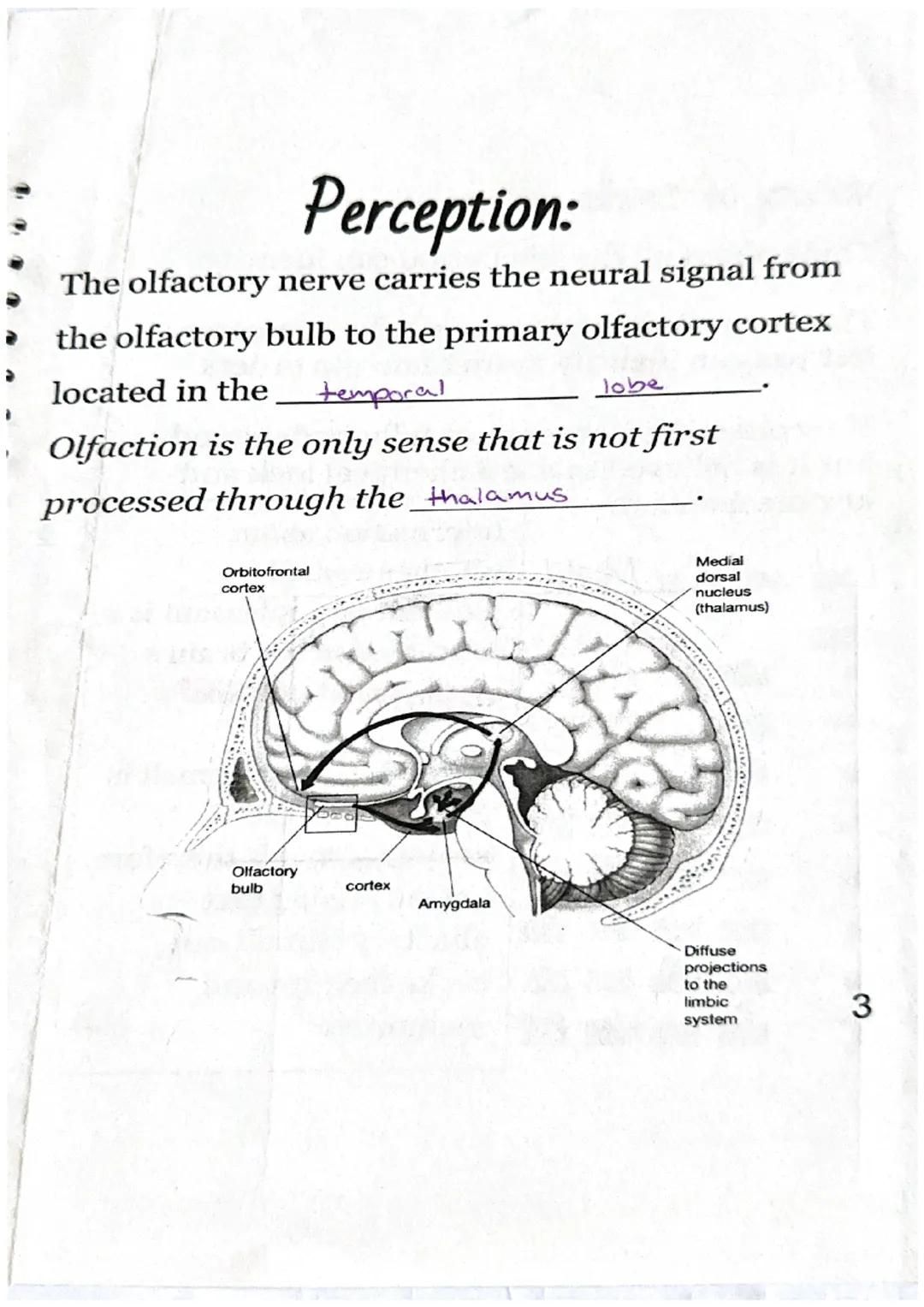 Olfactory = Smell
Physical Stimulus: 
Nasal
Odorants passage
odorants
(gas molecules) enter
your nasal passage.
Sensation:
Nasal
Odorants pa