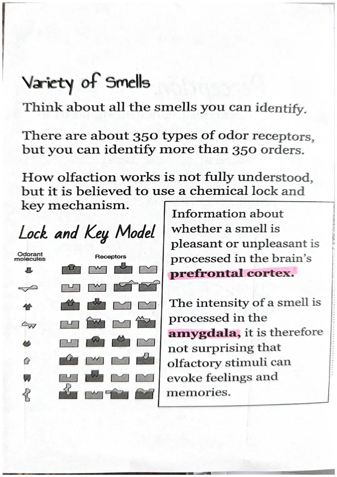 Olfactory = Smell
Physical Stimulus: 
Nasal
Odorants passage
odorants
(gas molecules) enter
your nasal passage.
Sensation:
Nasal
Odorants pa