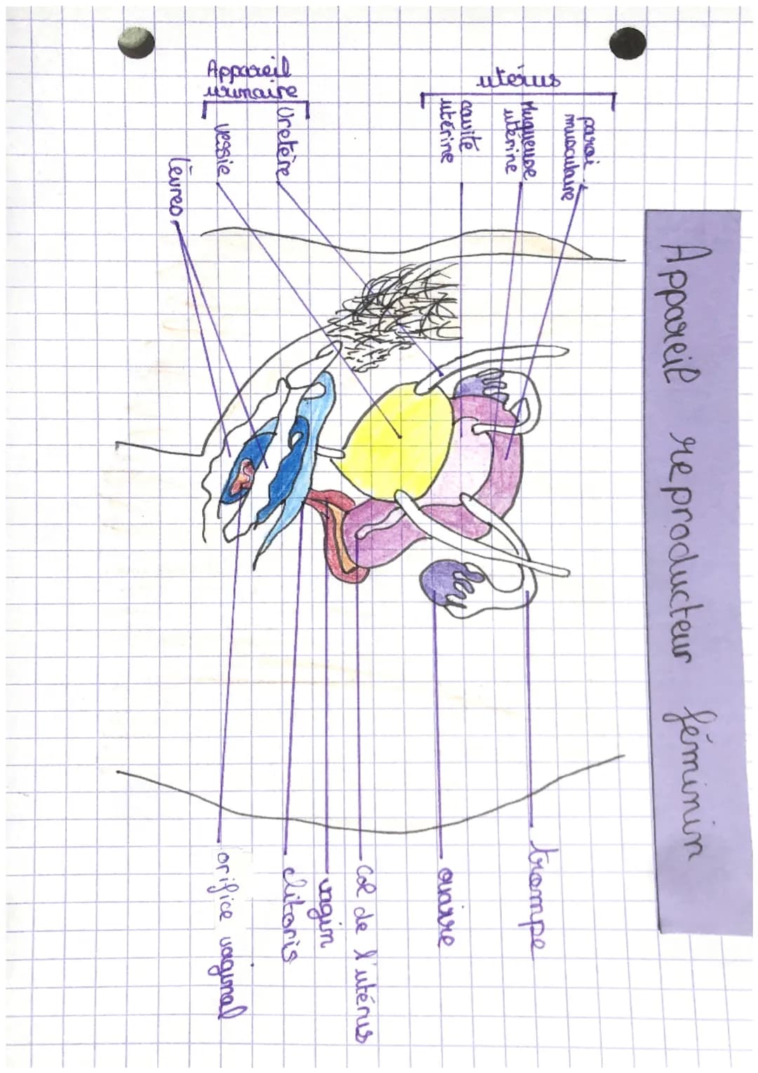 Appareil
urimaire

uterus
parai
musculaire
Huguense
uterine
cavite
uterine
Uretere
vessie
Levres

Appareil reproducteur féminin
Per

trompe
