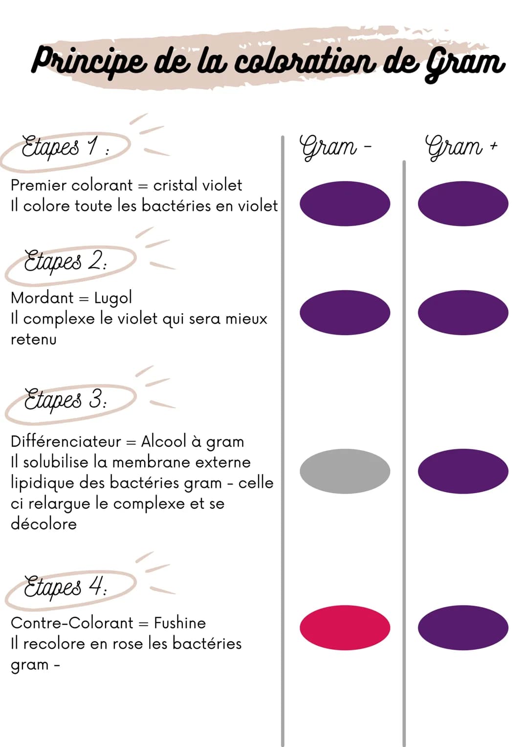 # Principe de la coloration de Gram

Etapes 1:
Premier colorant = cristal violet
Il colore toute les bactéries en violet

Etapes 2:
Mordant 