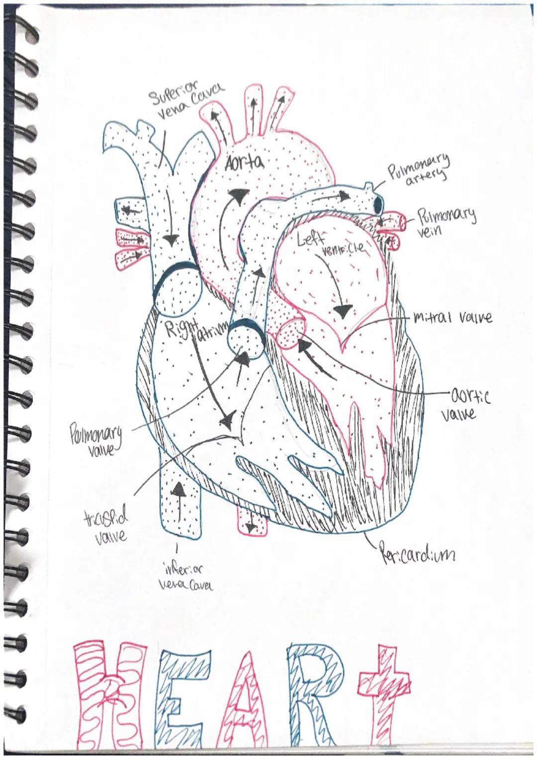Palmonary
Valve

truspid
Valve

Superior
Vena Cava

Aorta

Righatrium

Leff
ventricle

Pulmonary
artery

-Pulmonary
vein

mitral valve

Peri