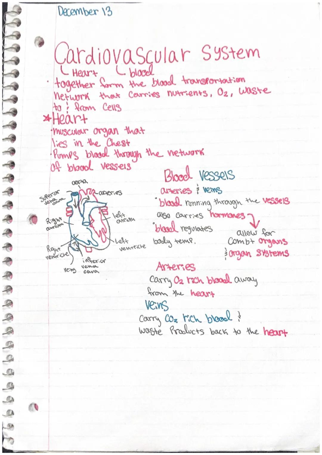 Palmonary
Valve

truspid
Valve

Superior
Vena Cava

Aorta

Righatrium

Leff
ventricle

Pulmonary
artery

-Pulmonary
vein

mitral valve

Peri