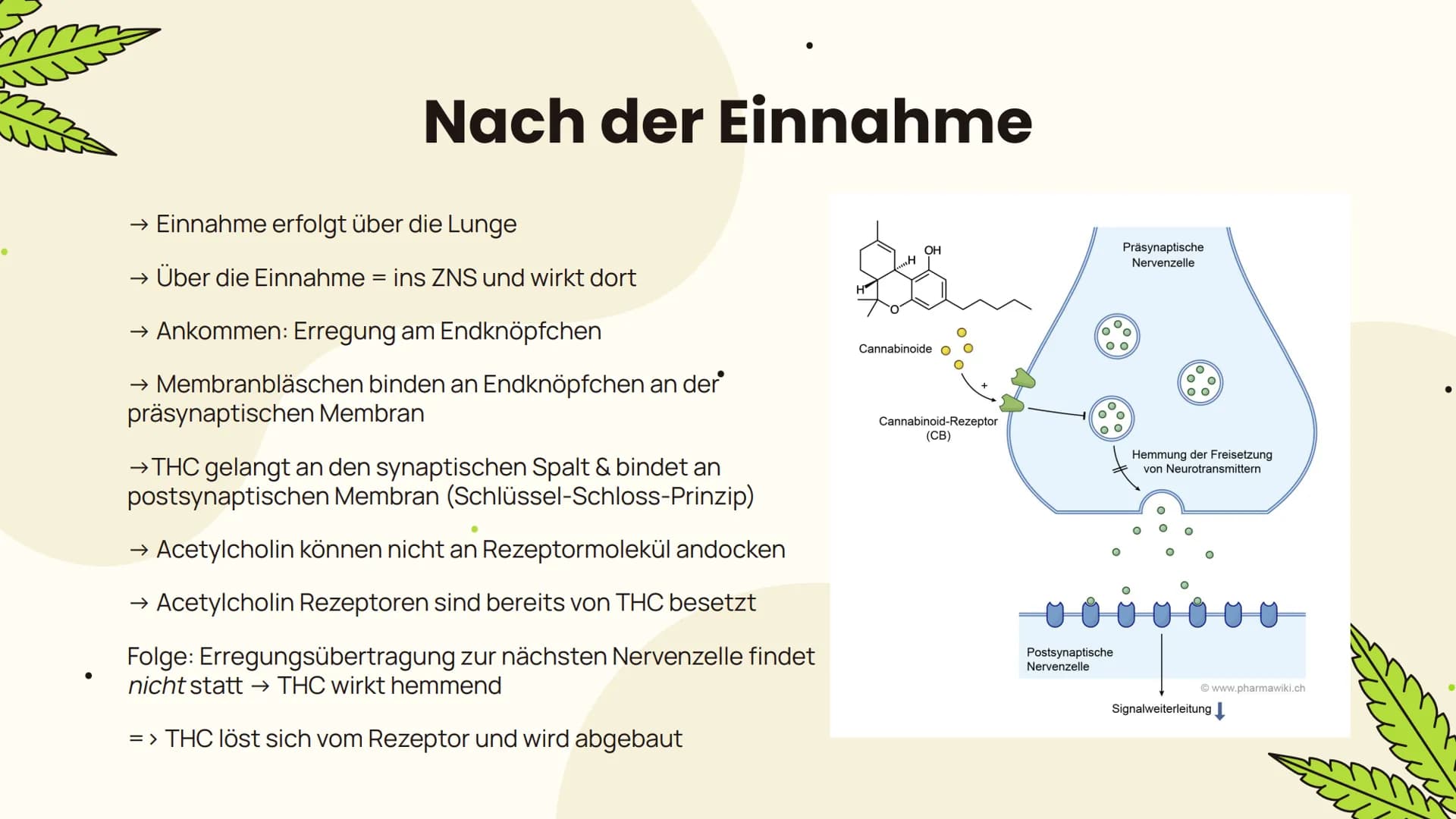 # Cannabis

... Folgen und Wirkung... Allgemeines
Aufbau, Inhaltsstoffe,
Konsumform

Suchtpotenzial

Folgen
Kurzzeitfolgen,
Langzeitfolgen

