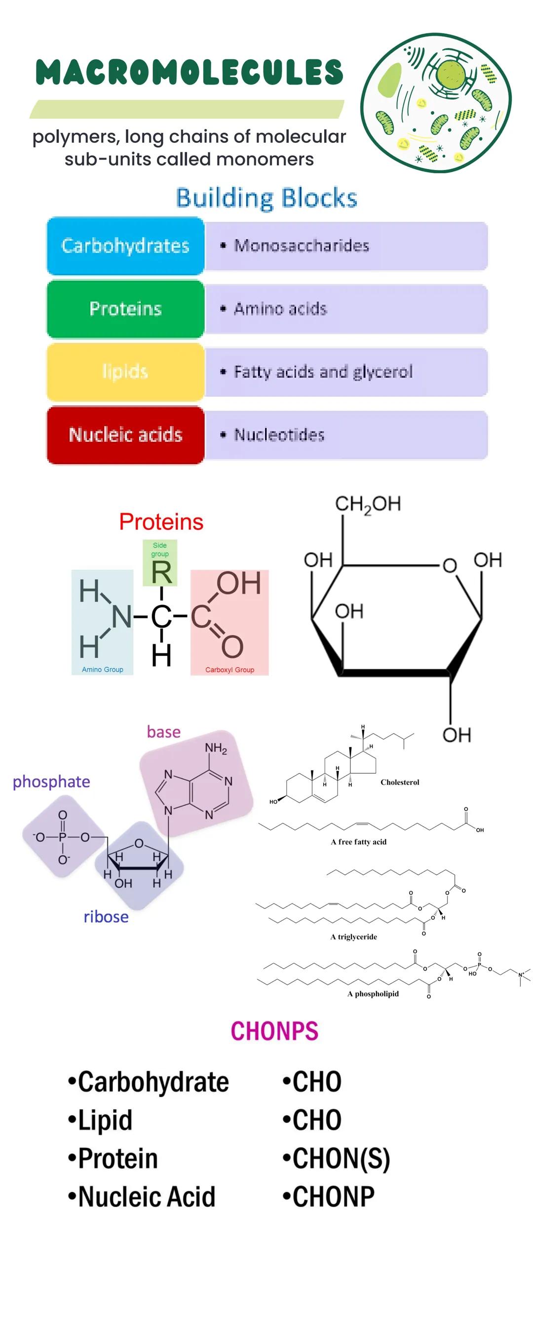 # MACROMOLECULES

polymers, long chains of molecular
sub-units called monomers

## Building Blocks

Carbohydrates

*   Monosaccharides

Prot