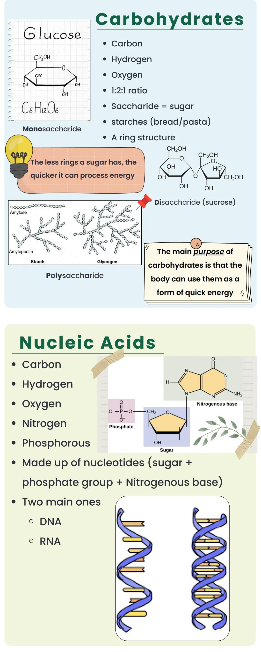 # MACROMOLECULES

polymers, long chains of molecular
sub-units called monomers

## Building Blocks

Carbohydrates

*   Monosaccharides

Prot
