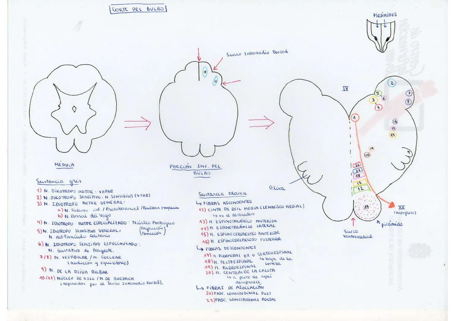 # CORTE DEL BULBO

Surco Intermedio Dorsal

IV



PIRÁMIDES







MEDULA

Sustancia gris

1) N. OIKOTROPO MOTOR XIIPAR

2) N. OIKOTROPO SEN
