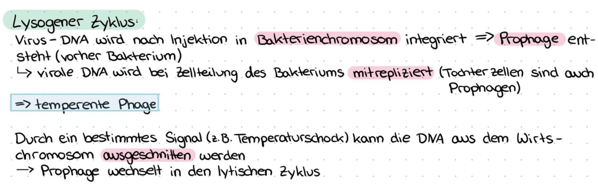 # BAU UND VERMEHRUNG VON DNA-UND RNA-VIREN:

Aufbau und Merkmale:

- Hülle (Protein)
- DNA
-Kragen
-Schwanzrohr

Schwanzfasern

Endplatte

S
