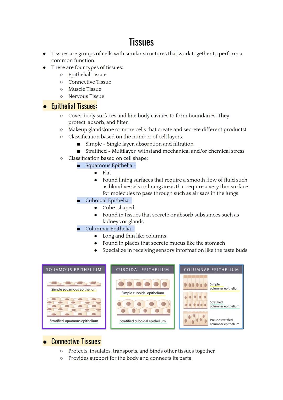 # Tissues

*   Tissues are groups of cells with similar structures that work together to perform a
    common function.
*   There are four t